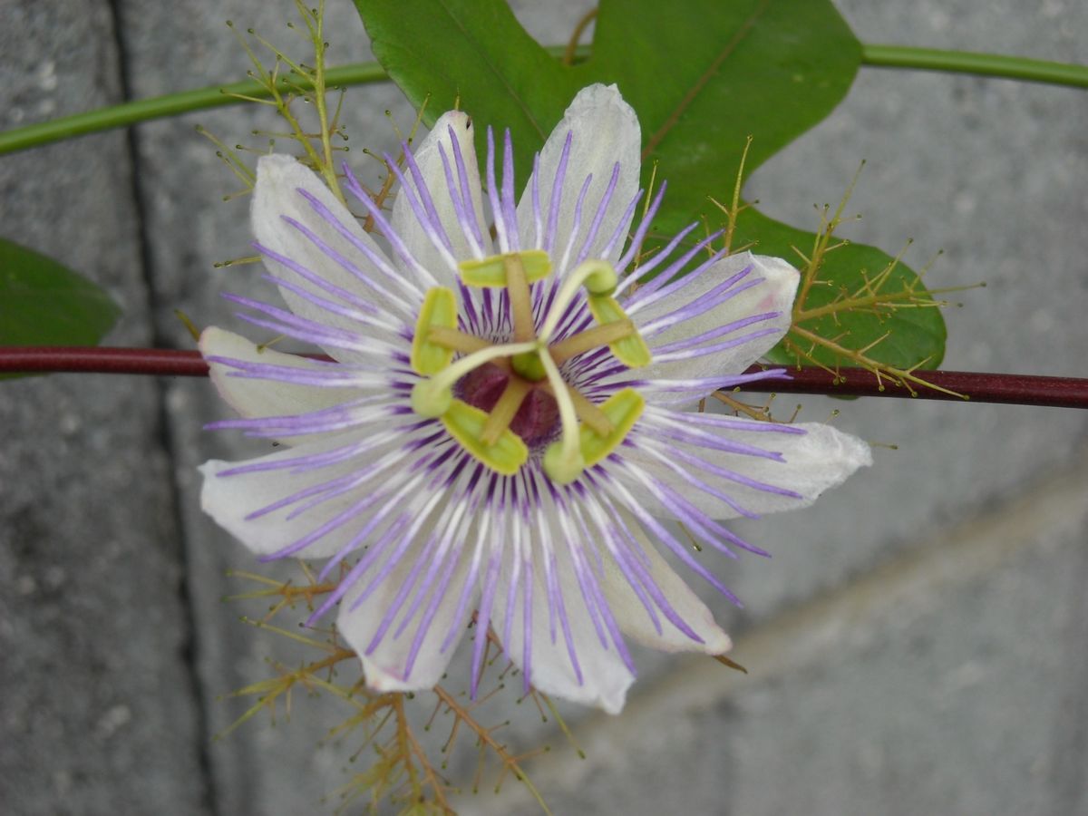 疑問がたくさんのお花　トケイソウ・ピッコロッソ編