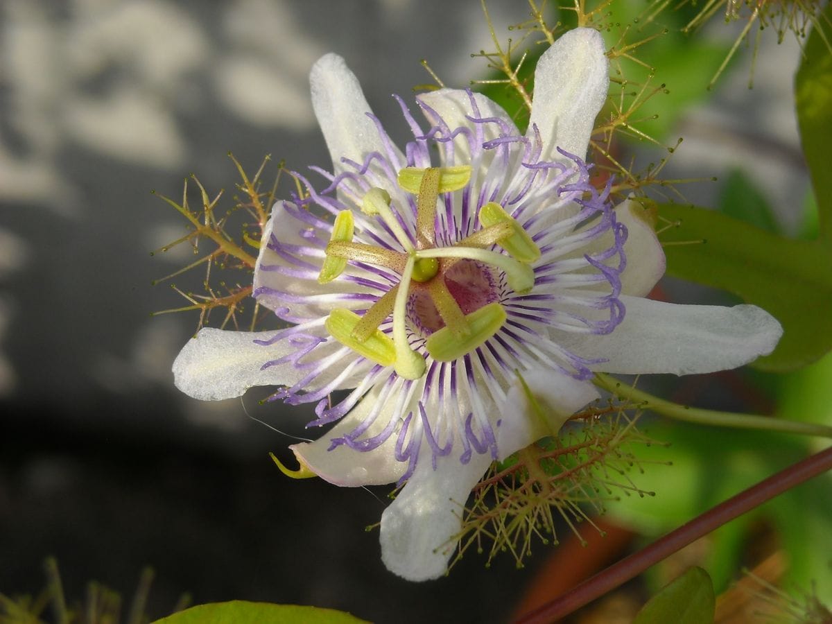 疑問がたくさんのお花　トケイソウ・ピッコロッソ編