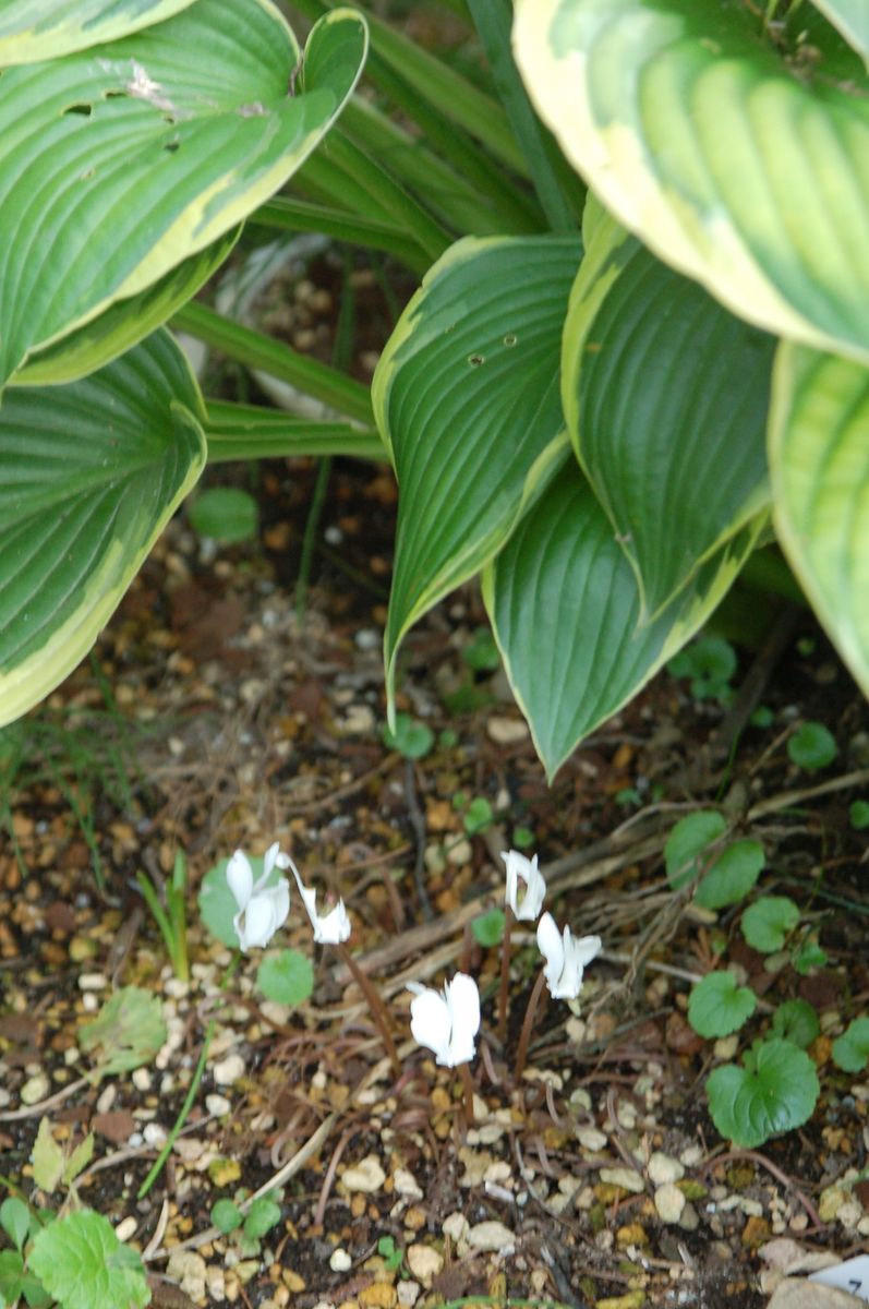 白花ヘデリフォリウム