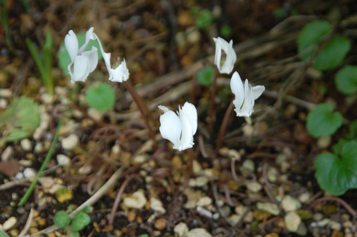 白花ヘデリフォリウム