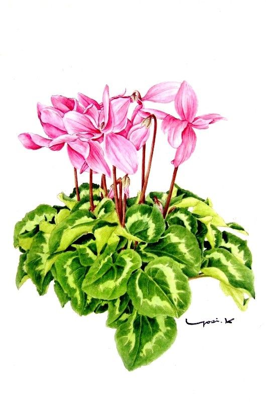 【園芸LOVE 原田が行く】ボタニカルアート――植物学と芸術が融合する美しさ
