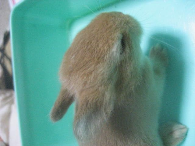 ウサギの赤ちゃん生育中