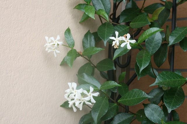 香りの植物も夏バージョンへ