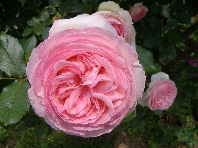 お気に入りの花の写真♪