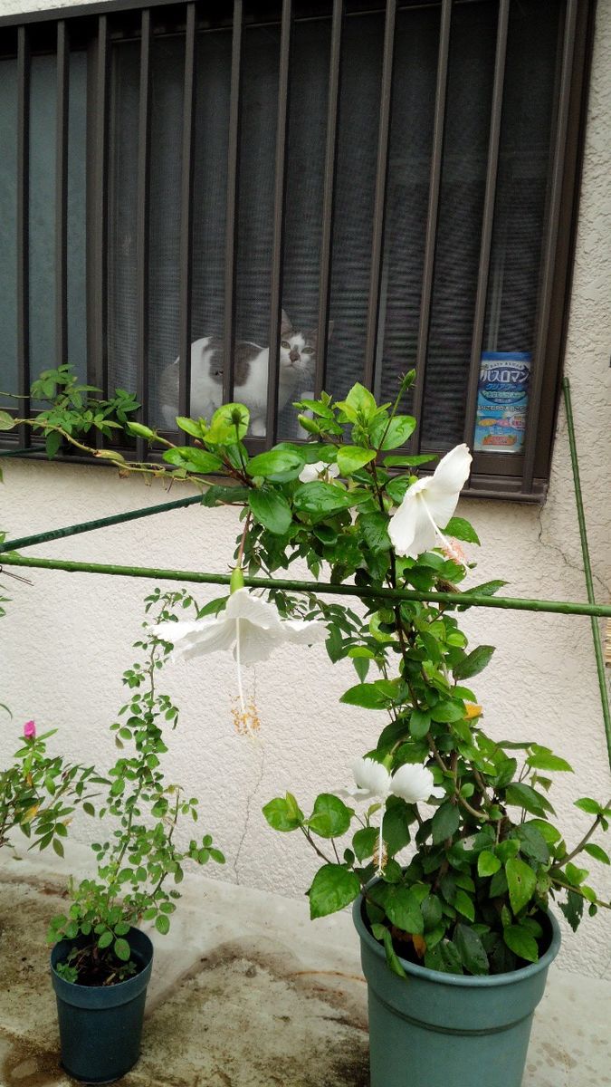 雨続き