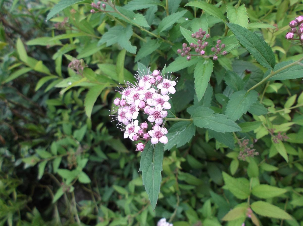 秋咲きの花達Ⅳ