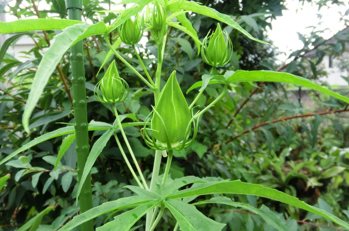 アオイ科のお花たち