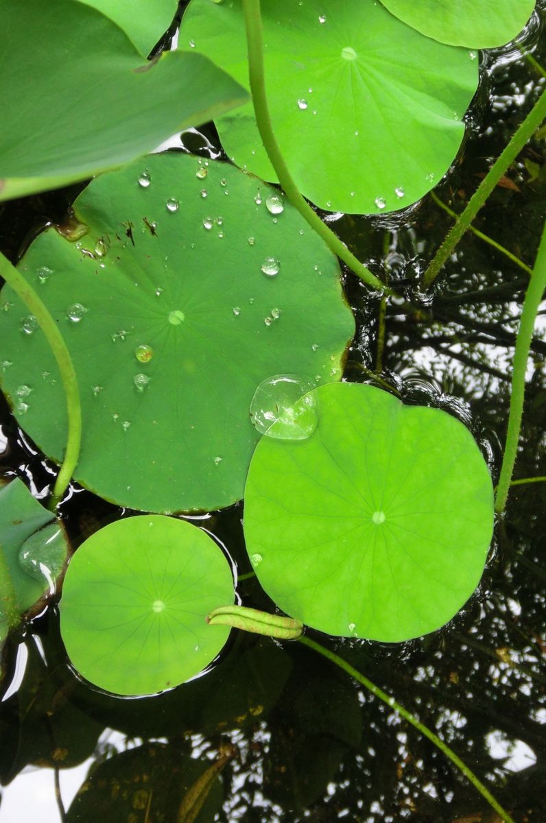 雨の庭から・・・