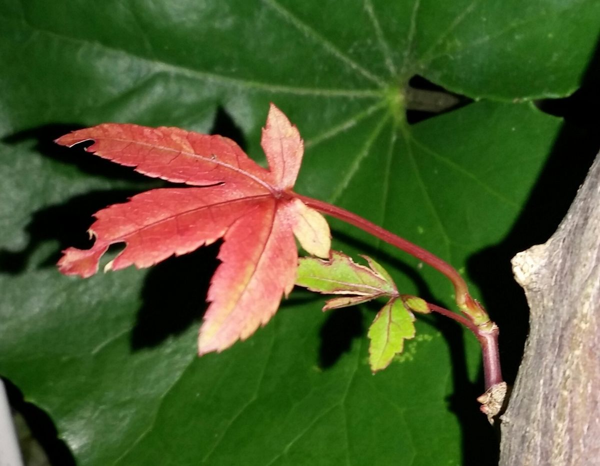 紅葉を楽しもう♪オフ会のお知らせ