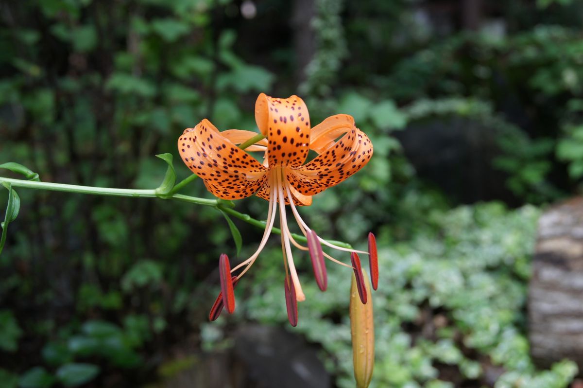 8月の花