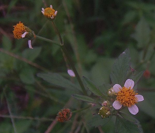 やっぱり花も好き