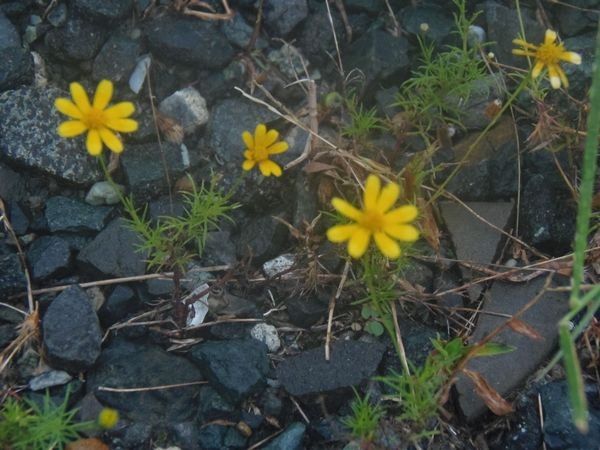 やっぱり花も好き