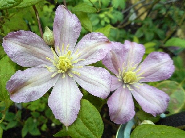 その他の草花。