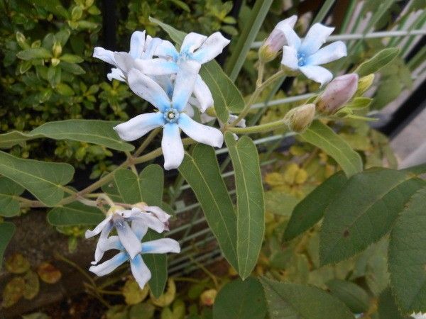 その他の草花。