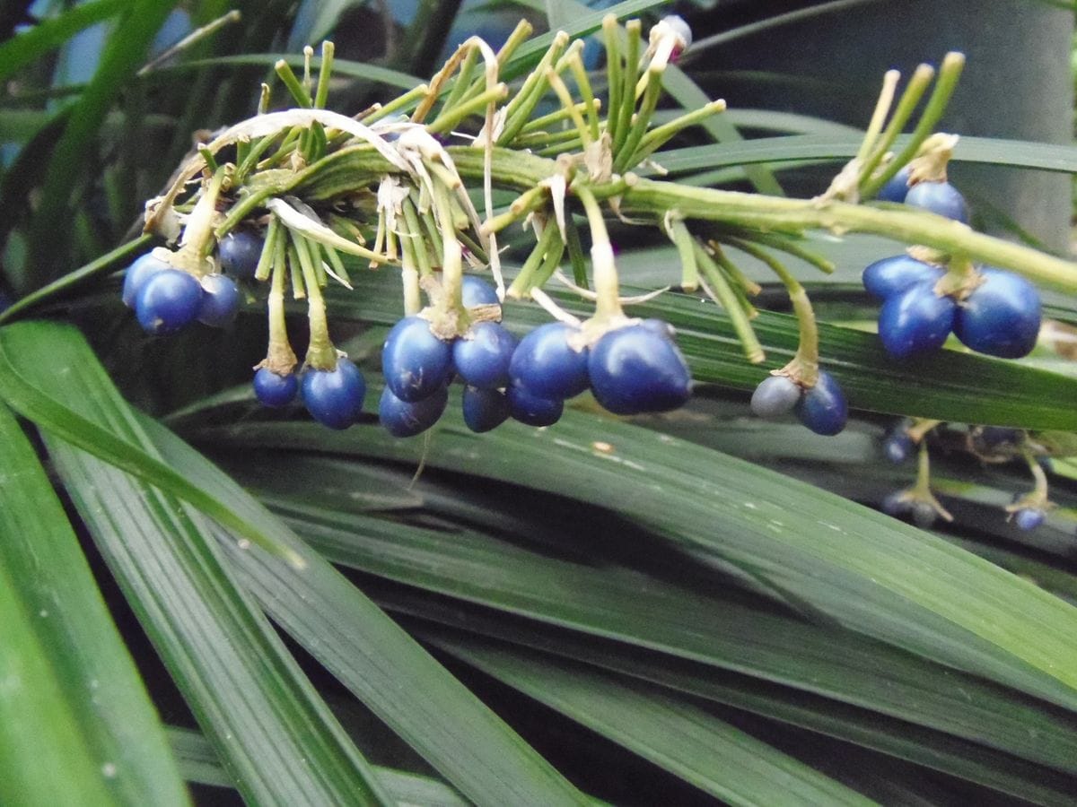 青い実（タネ）のなるお花は真っ白！