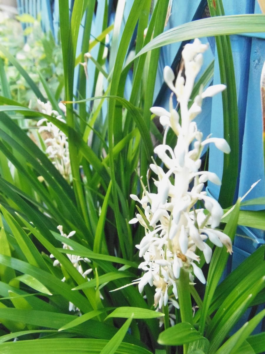 青い実（タネ）のなるお花は真っ白！