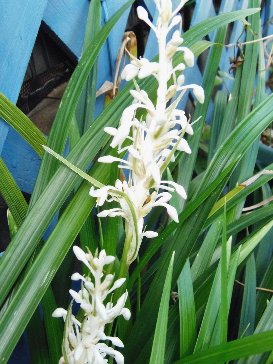 青い実（タネ）のなるお花は真っ白！