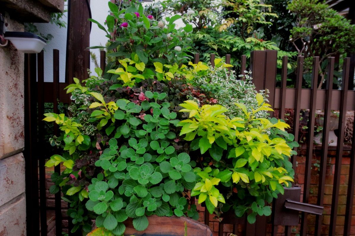 この時期鉢植えの花も地味