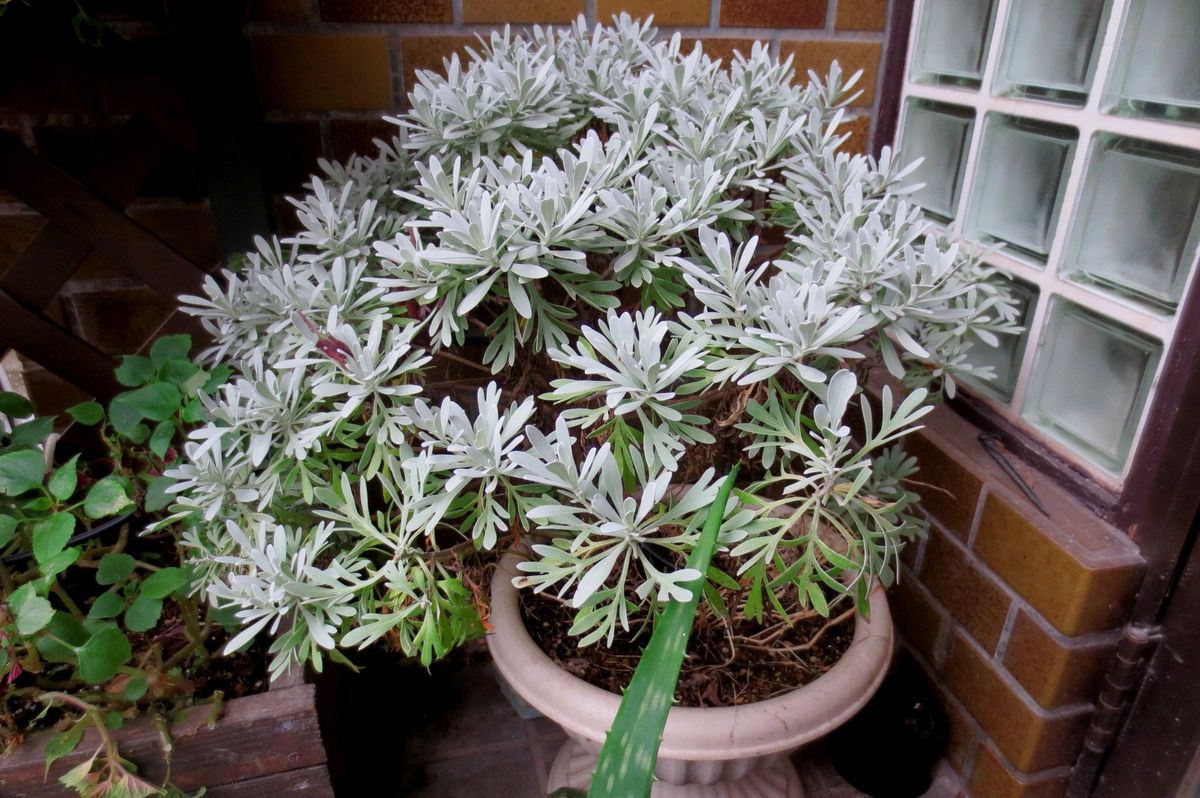 この時期鉢植えの花も地味