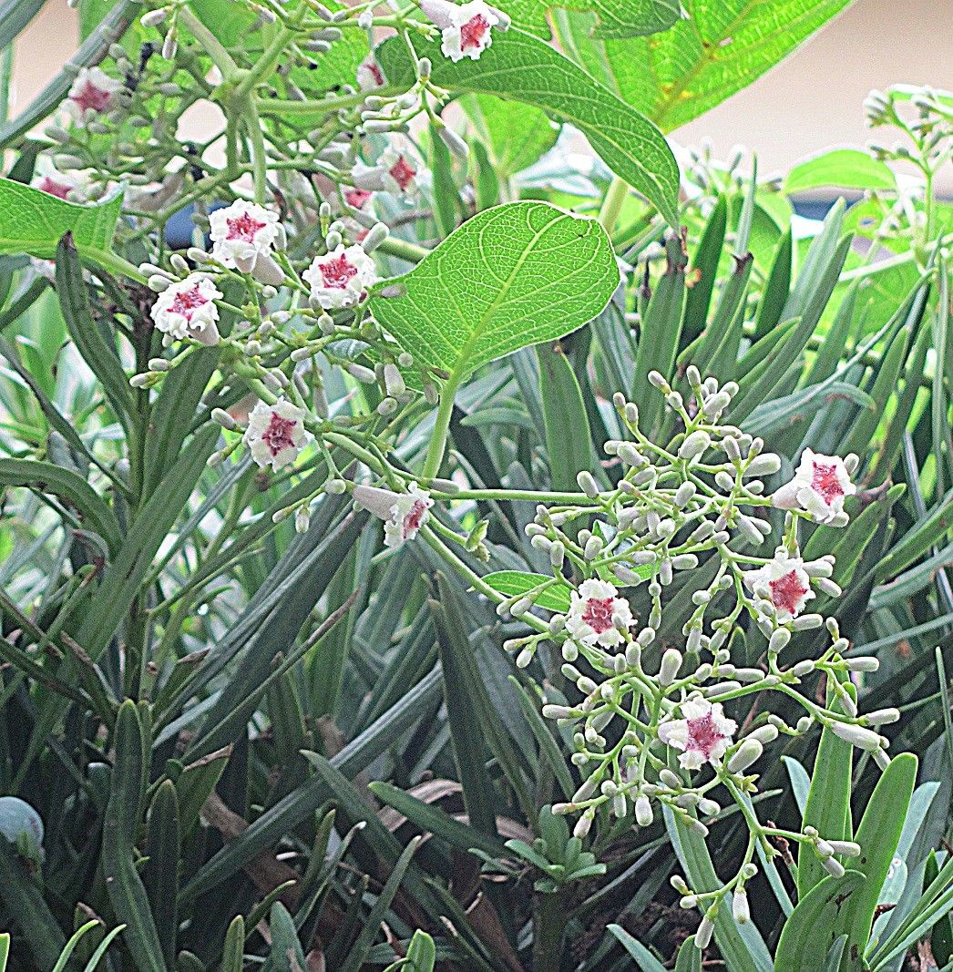 生垣は荒れ放題