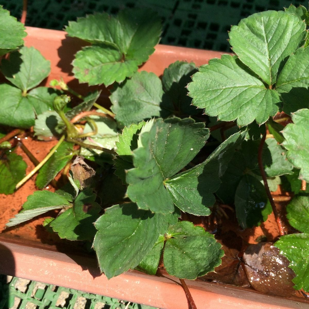 今年もイチゴの苗づくり🍓