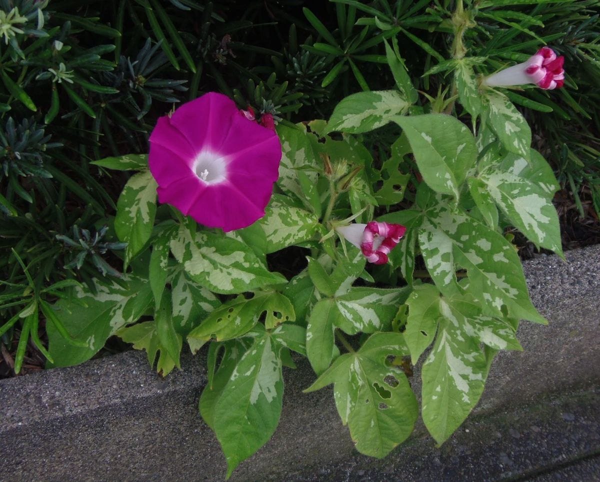 今日の花だより