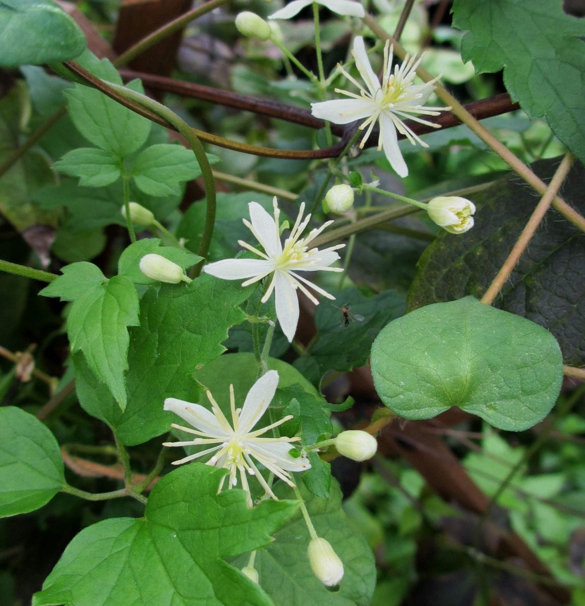 沖縄産植物の開花第一弾です。