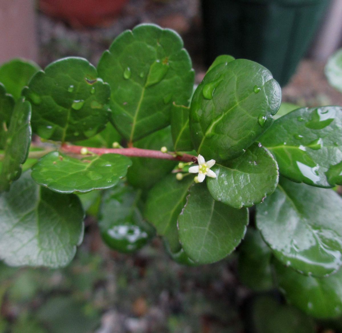 沖縄産植物の開花第一弾です。