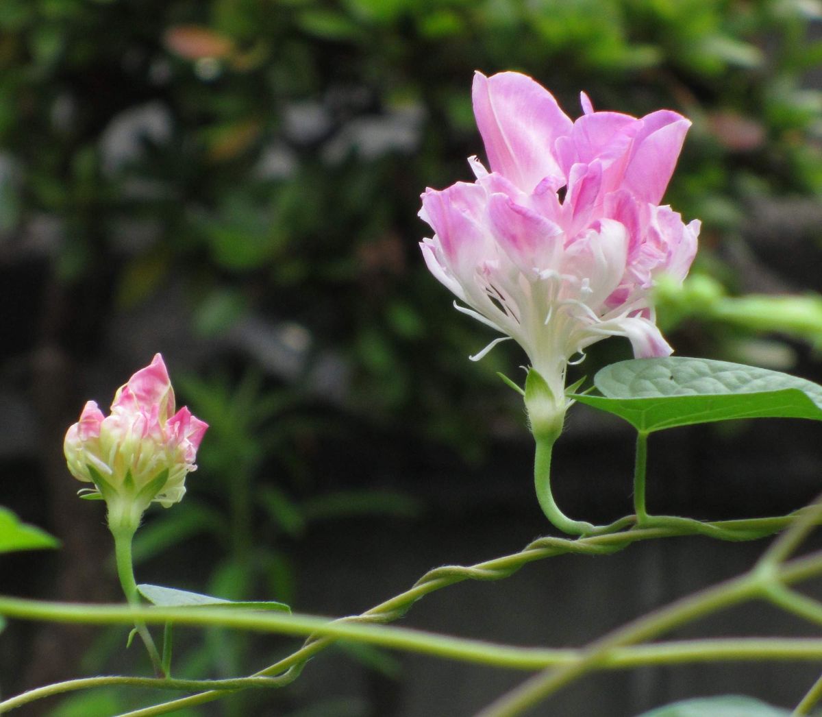 沖縄産植物の開花第一弾です。