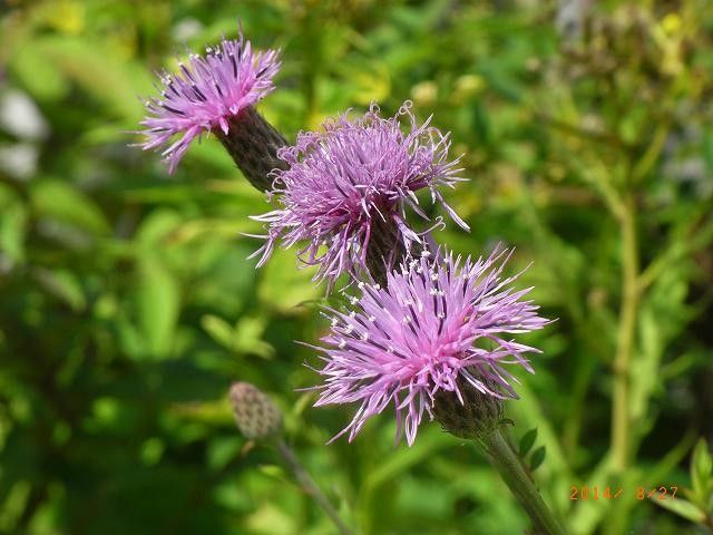 今年の野草３５