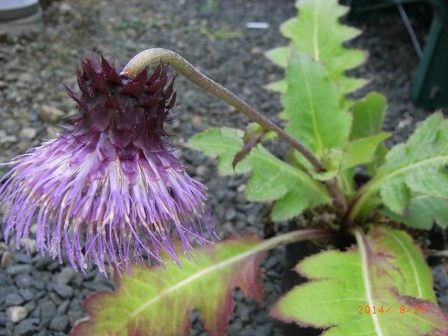 今年の野草３５