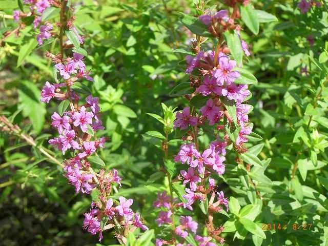 今年の野草３５