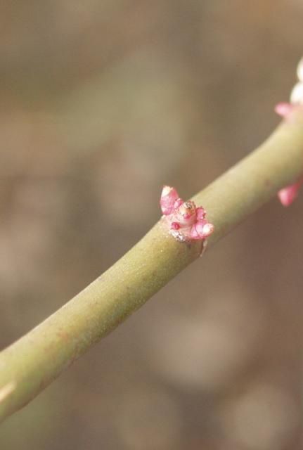 薔薇の芽ウォッチング