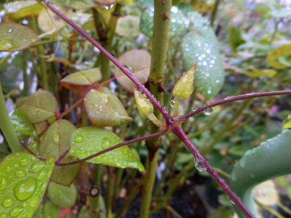 雨に濡れて②