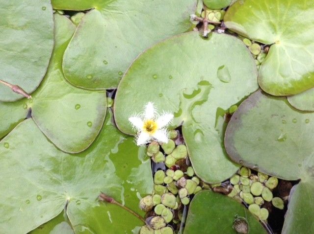 小さく珍しいお花との出会い......大阪府立花の文化園②