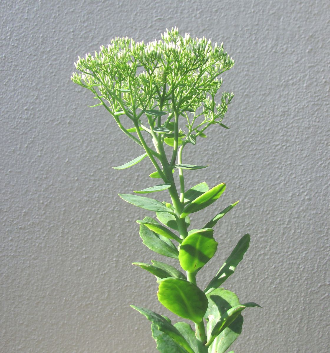 大きな花序が目立って