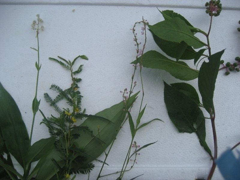 空き地の植物