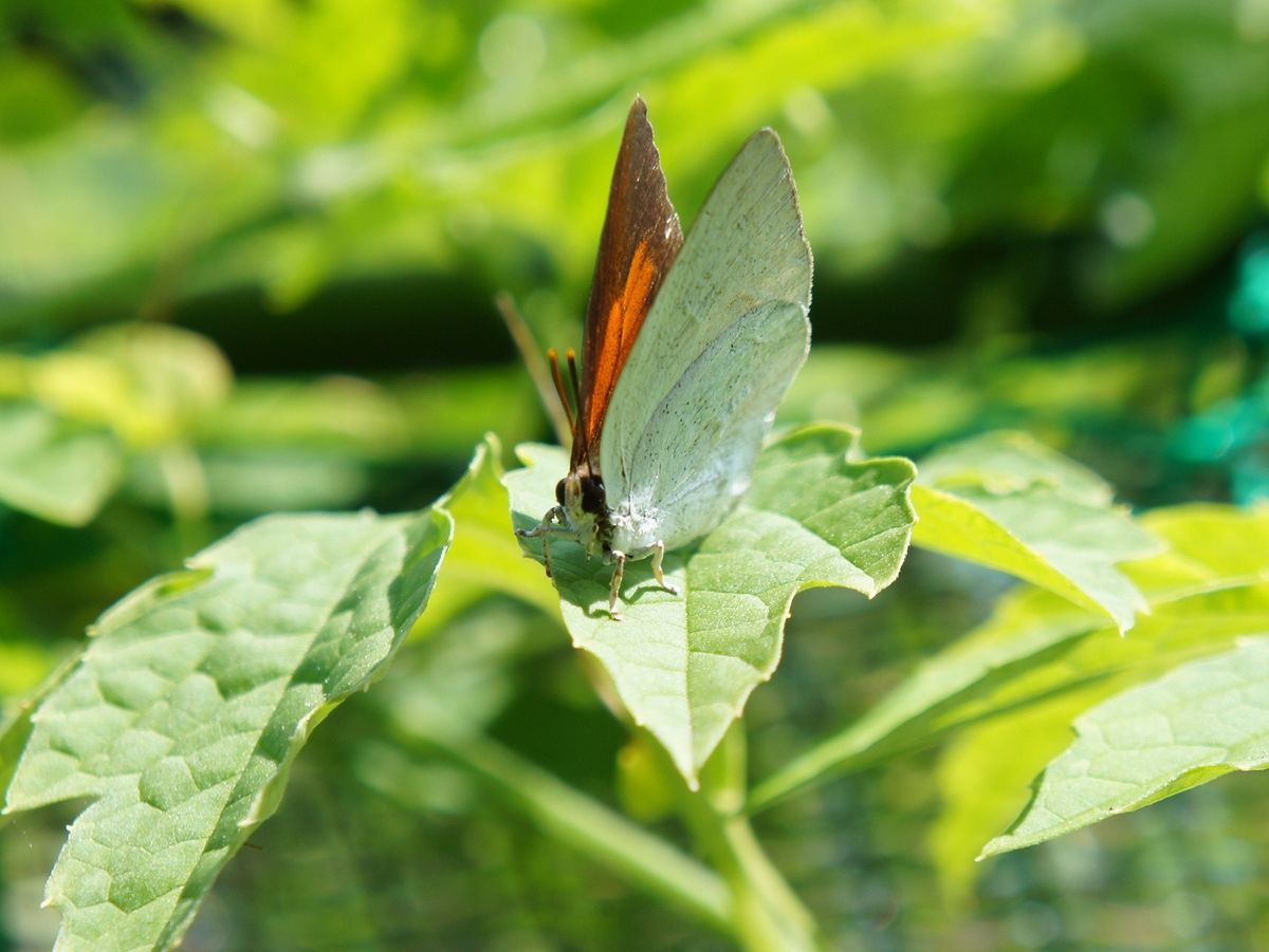 ロ－ゼル　アブチロン　銀色の蝶