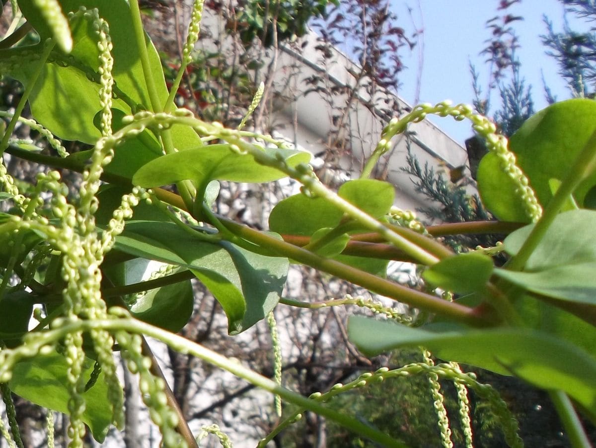 オカワカメの花芽が伸びてきたぁ～