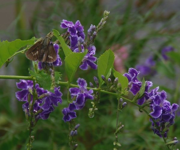 雨の合間の庭の花