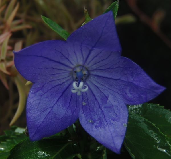 雨の合間の庭の花