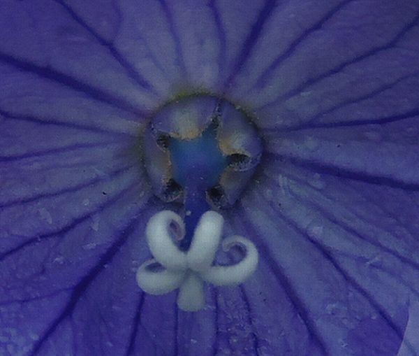 雨の合間の庭の花