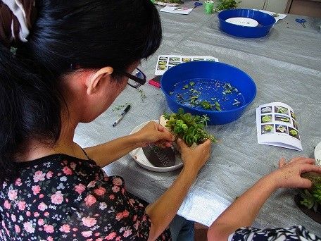 多肉植物の実習