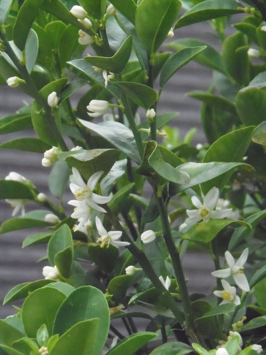 キンカンのお花って今咲くの？！