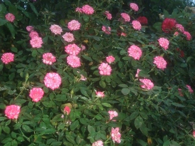 今朝の雨に濡れたバラ①