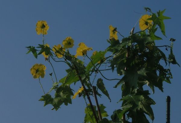 夏の名残【ヘチマ】