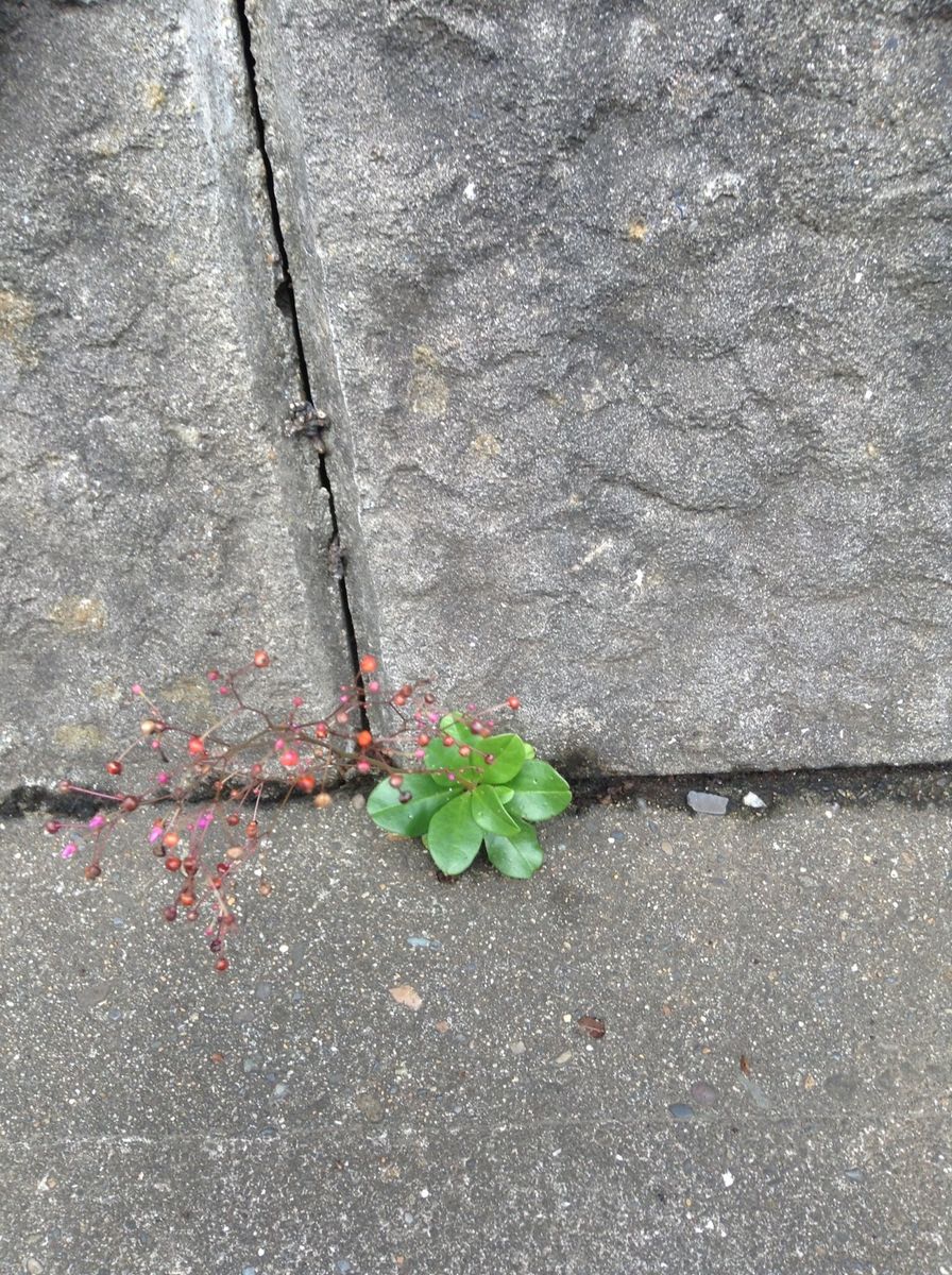 本に出てた花   有川浩  植物図鑑