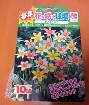 寄せ植えセット