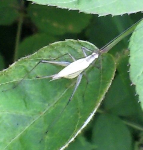 にっくき害虫を退治しようと…