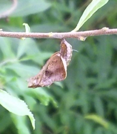 にっくき害虫を退治しようと…